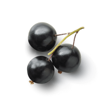 Mustaherukan hedelmäuute