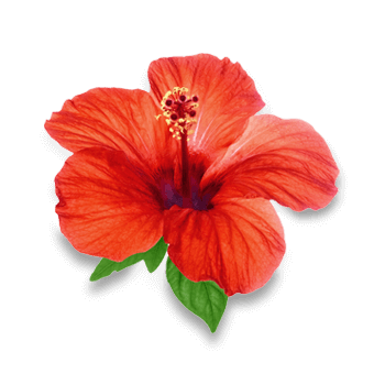 Hibiskuksen kukkajauhe